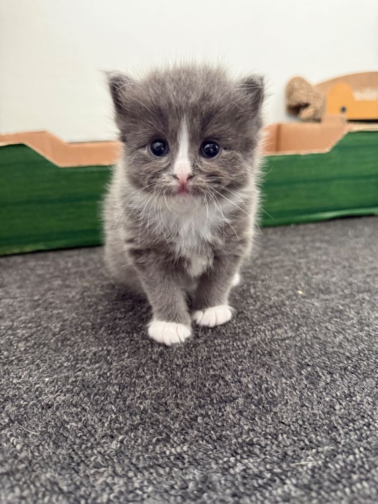 Kittens