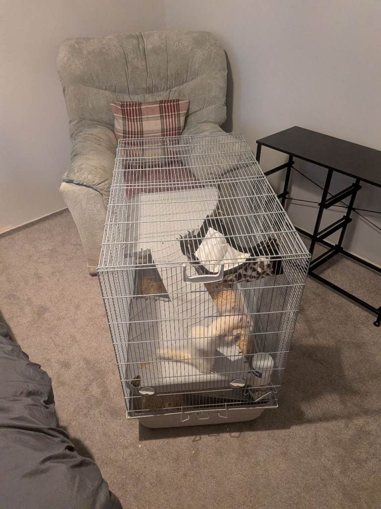 Ferret with full setup 
