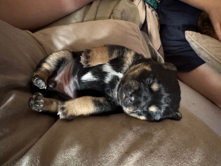 Beautiful puppies