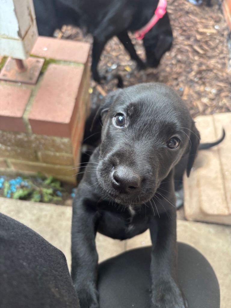 Labrador puppies!