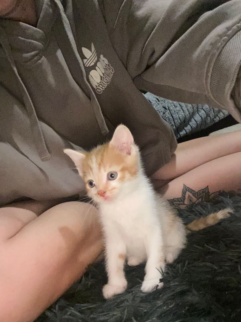 Beautiful ginger and white kittens 