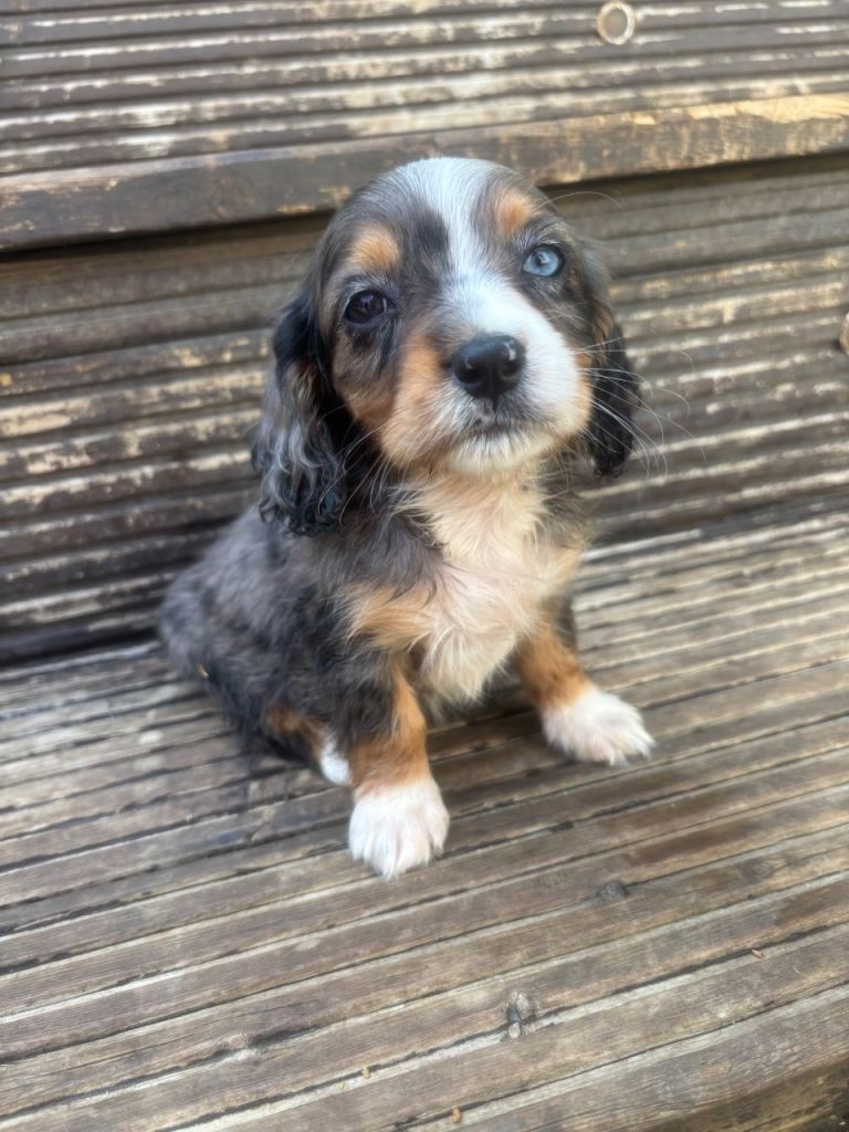 5 dashalier puppies Cavalier King Charles X dachshund 