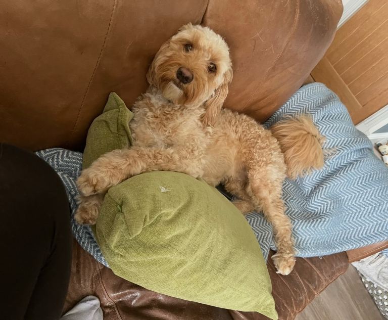 Cavapoo