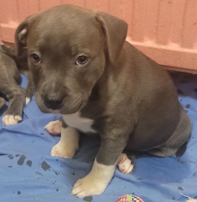Blue brindle staff pup