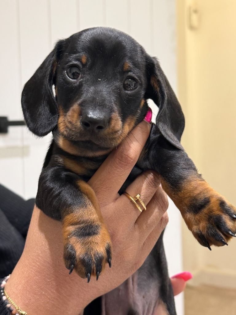 Miniature Dachshund Smooth Haired