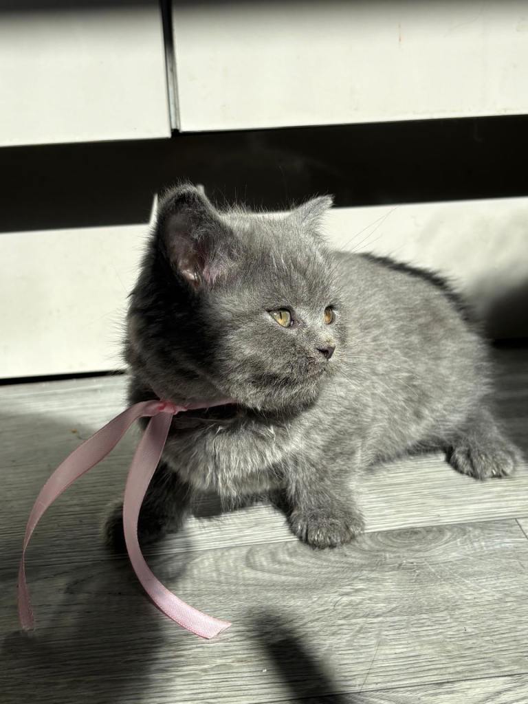 5 British shorthair kittens for sale