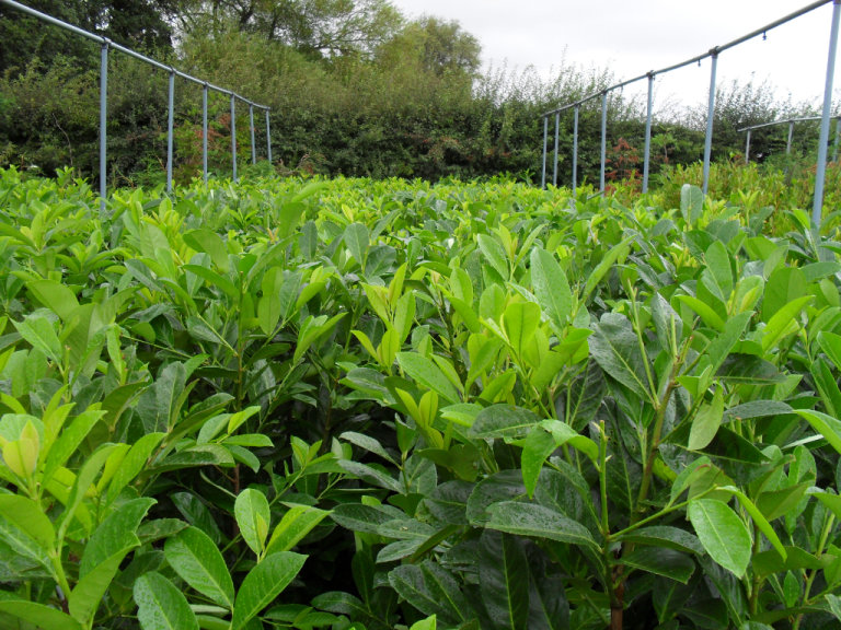 LIMITED OFFER=3.5 to 4 ft large=laurel evergreen hedging best quality Delivery/collection available 