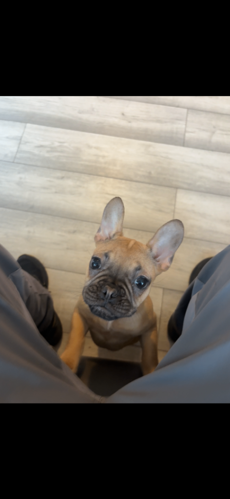 french bulldog puppy 