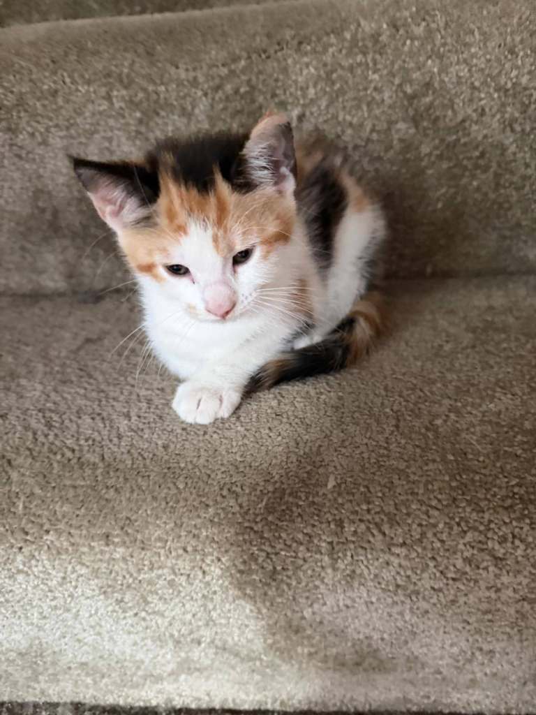 Kitten, calico, brown, white, black 