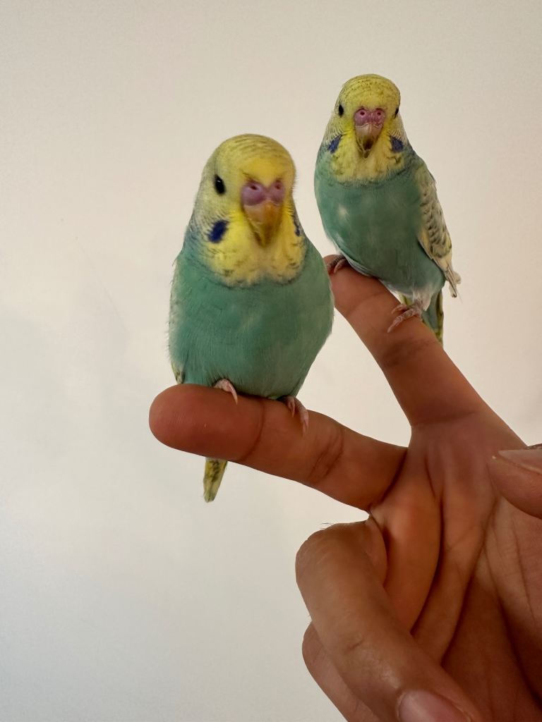 Hand reared  Budgies birds