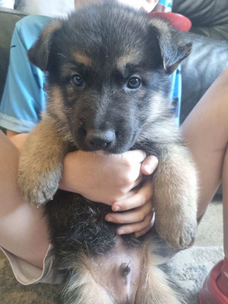 GERMAN SHEPHERD PUP (last boy ) 