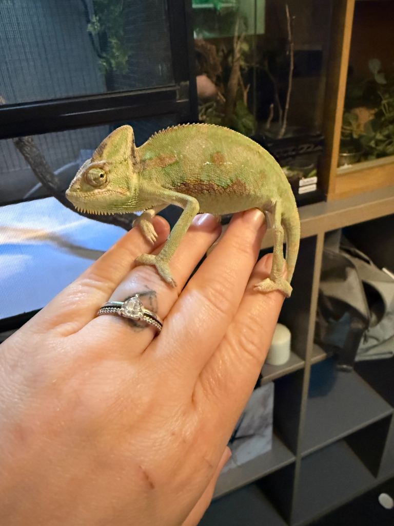 Yemen Chameleon 