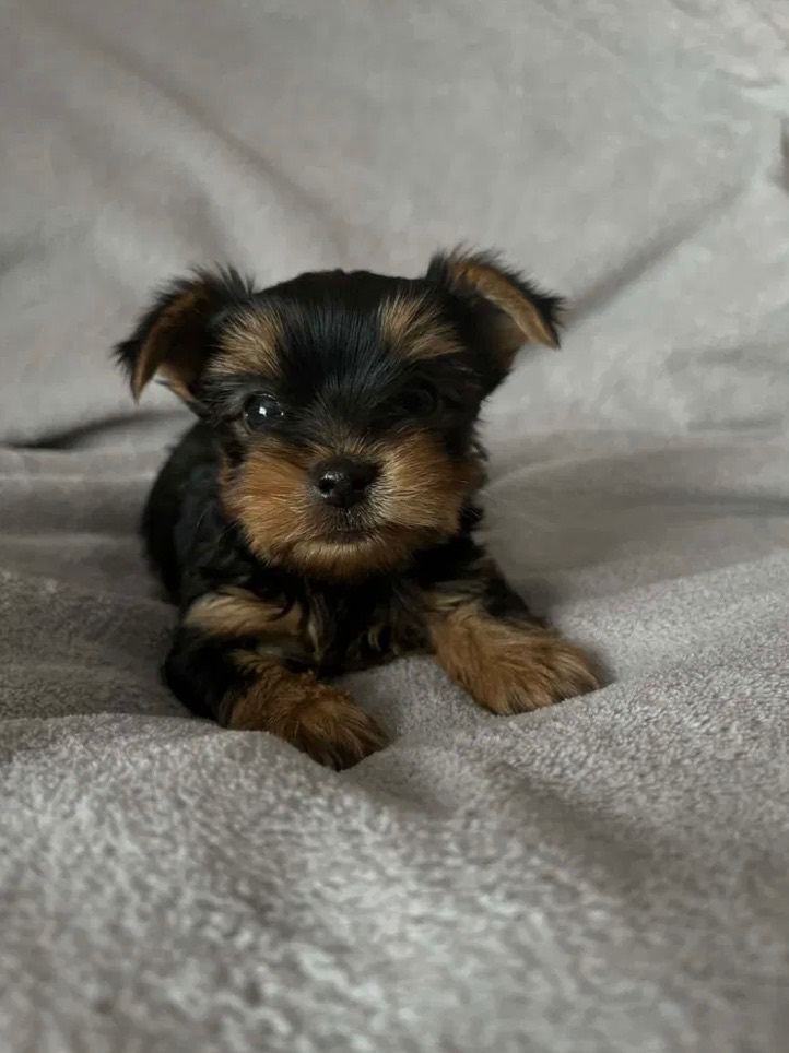 Yorkshire terrier 
