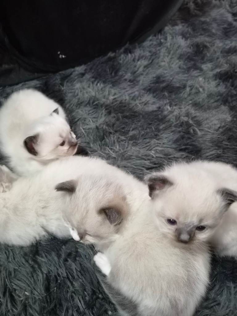 Rag doll kitten s 3 boys 1 girl 4 weeks old
