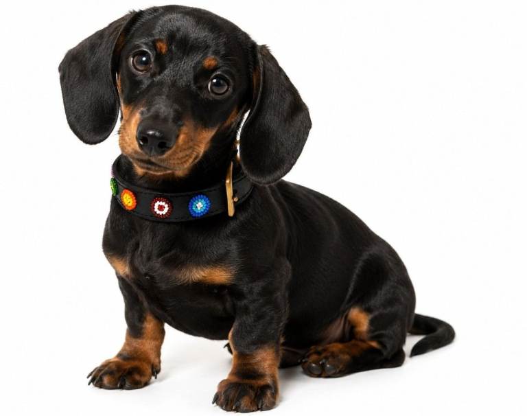 Hand Made Beaded Genuine Leather Dog Collar for Small Dogs