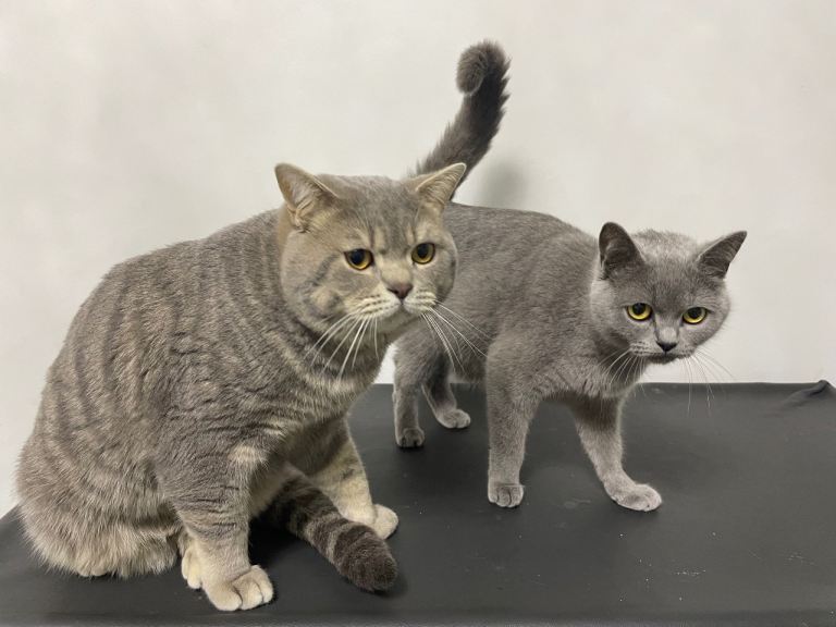 Male and female british shorthair available 