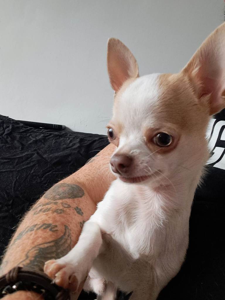 CHIHUAHUA PUPPY NEEDS LOVING HOME IN HARTLEPOOL 