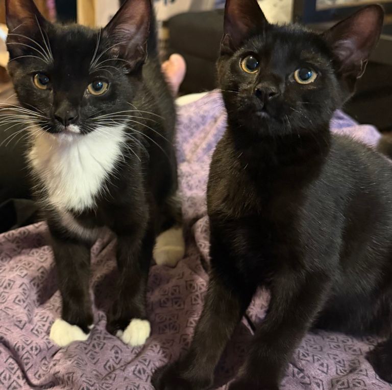 13 week old kittens. (Two females left!)