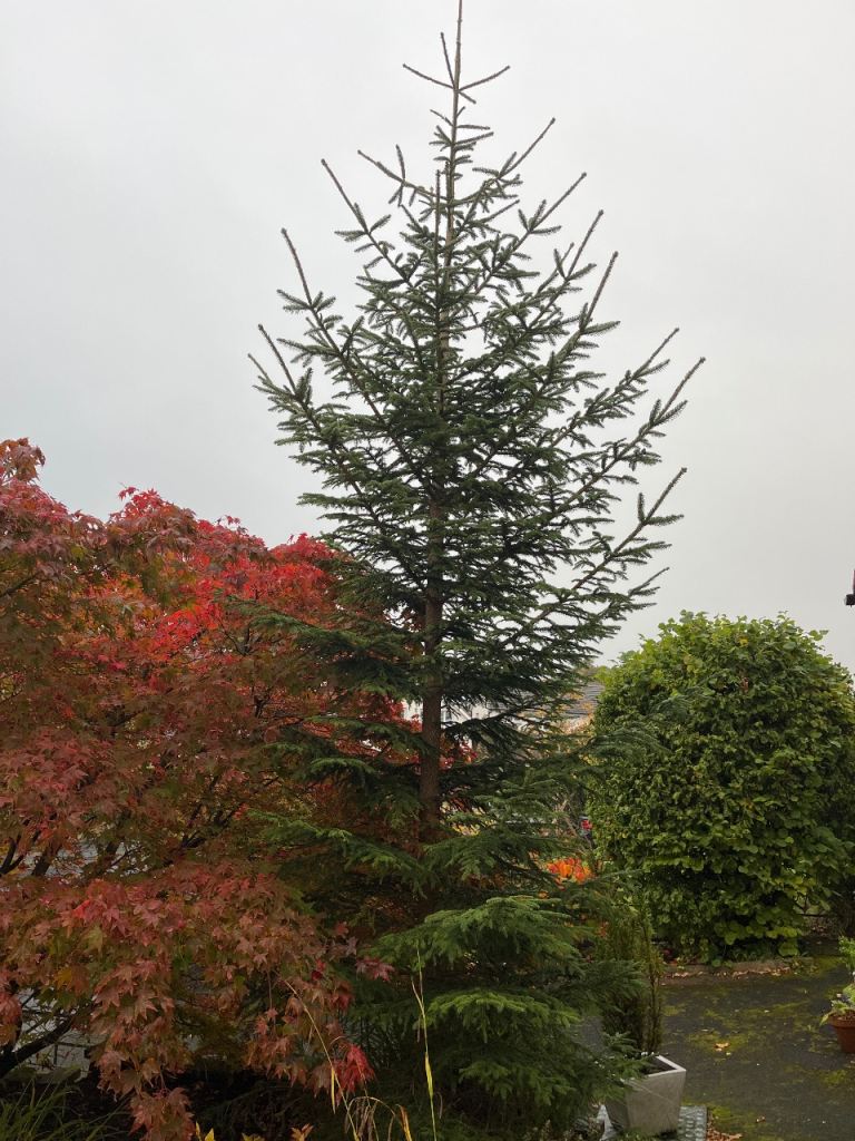 Real Christmas Tree - large