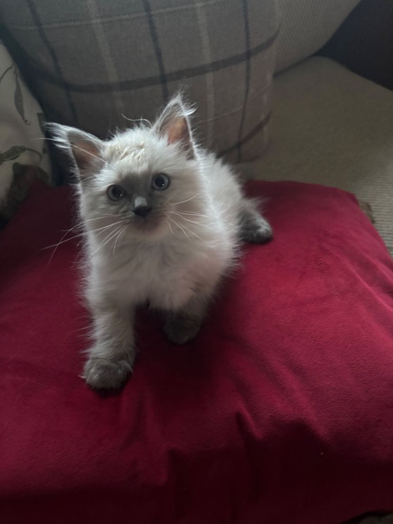 Ragdoll Cat/ Kittens