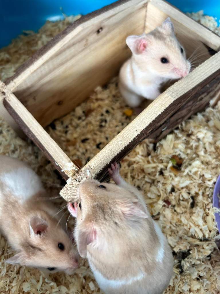 Syrian Hamsters for Sale. 