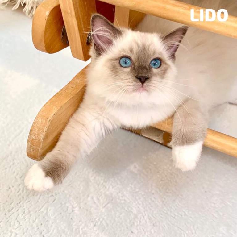Stunning Fluffy Female Blue-Point Ragdoll Kittens for sale *3 Left*