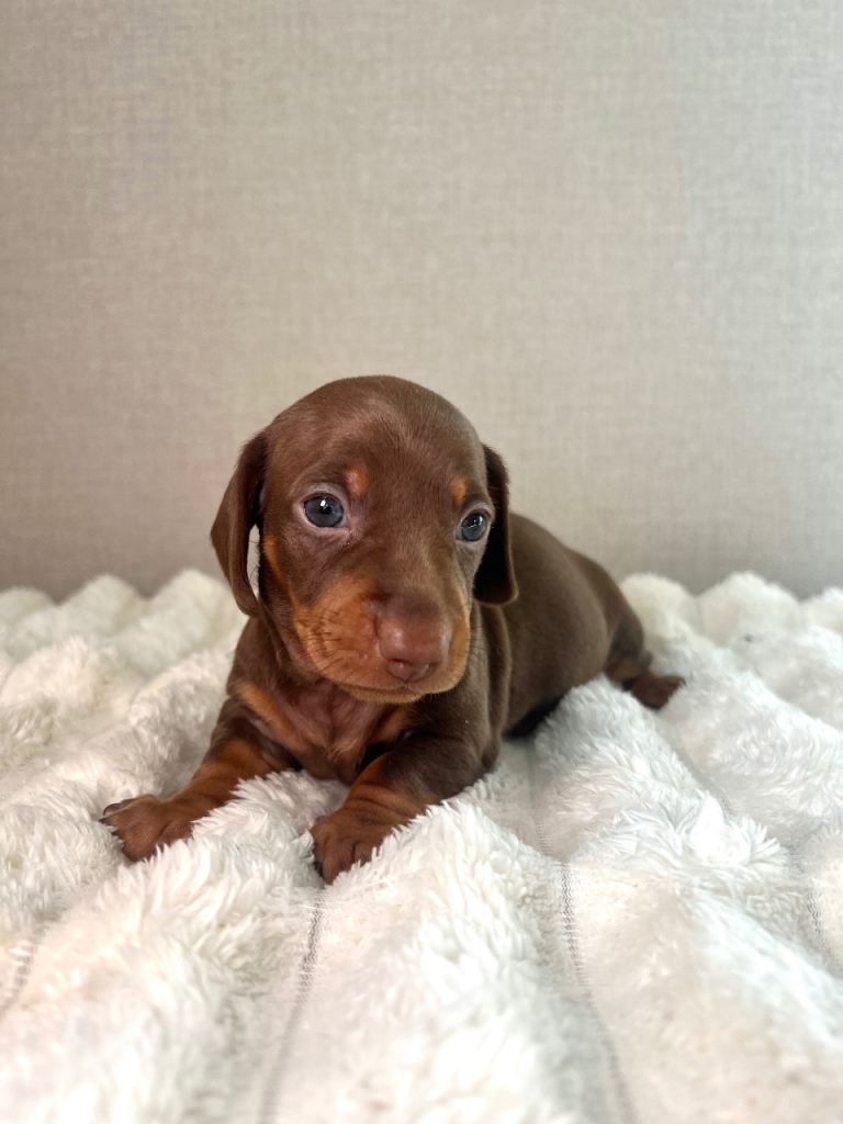 IKC registered Miniature Dachshund’s