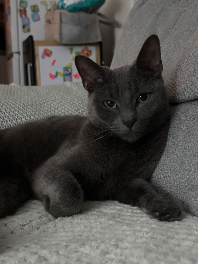 Grey female cat