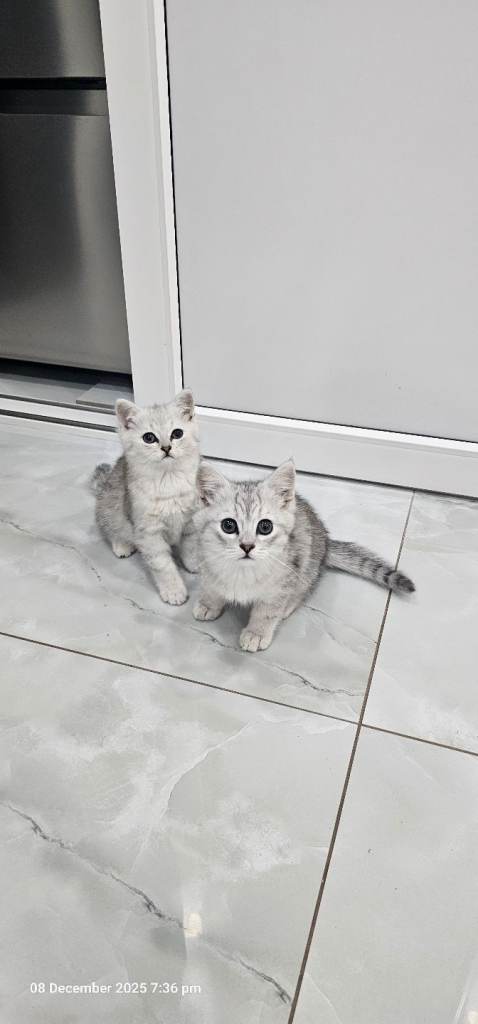 kittens 2 lovely girl available for new house 