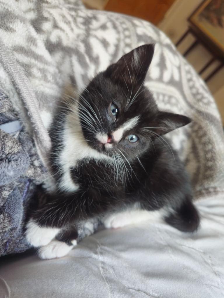 Tuxedo boy kitten