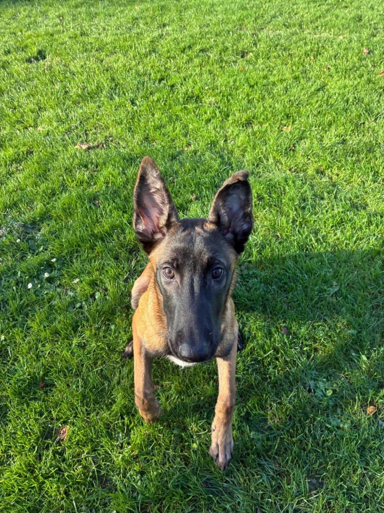 Male Belgian Malinois for sale 