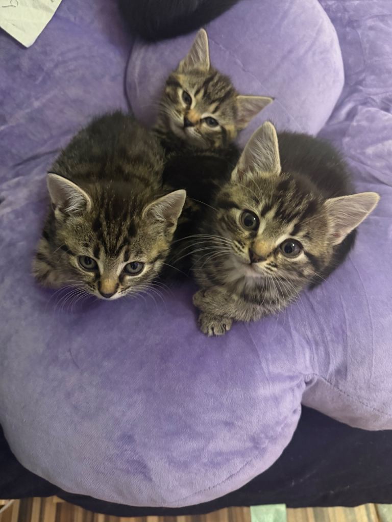 Male Kittens
