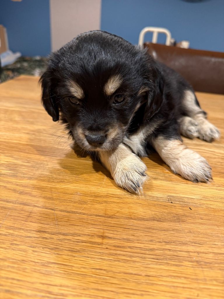 Cocker spaniels (chi-Spaniels)