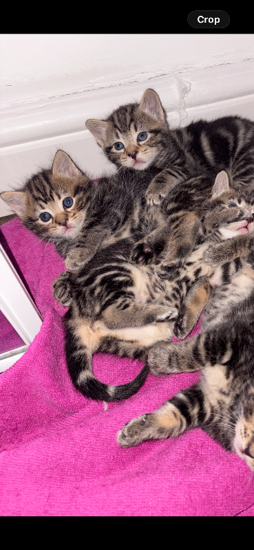 mixed breed kittens loving and playful ready from 16 october