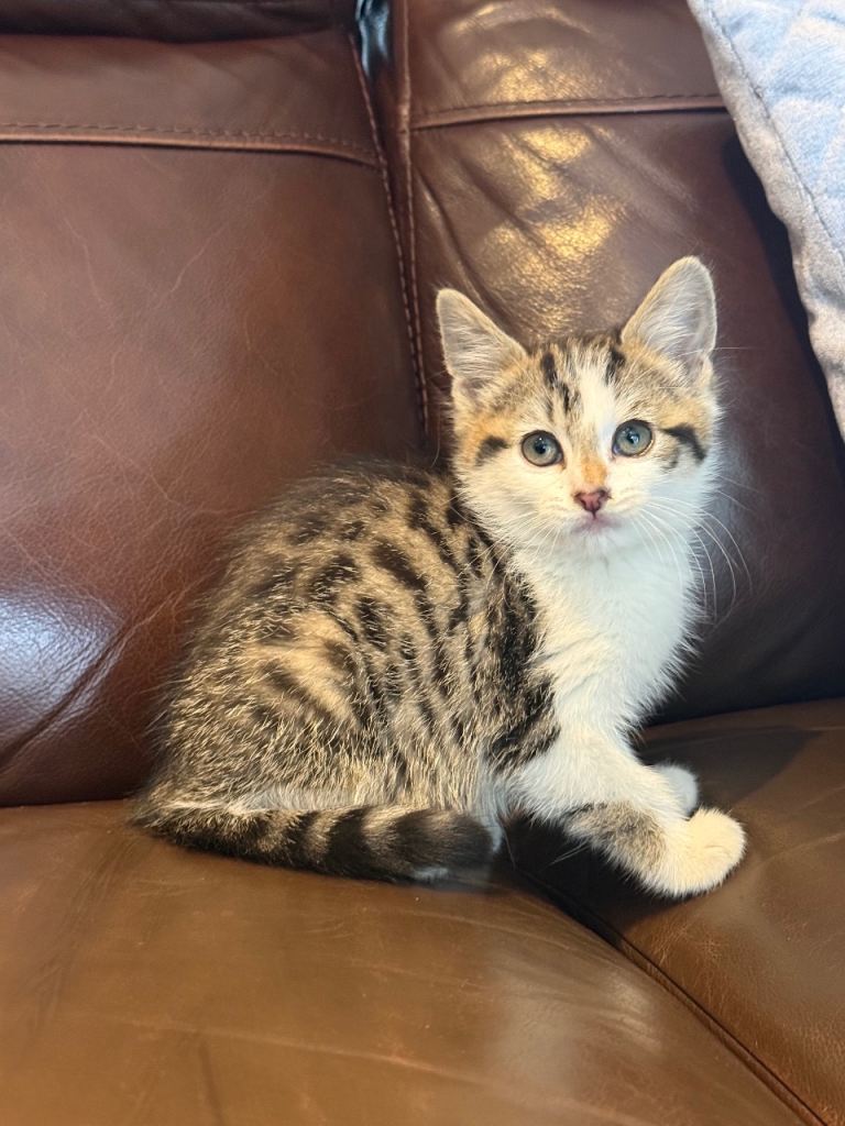 Adorable Female Bengal Kitten – 11 Weeks Old