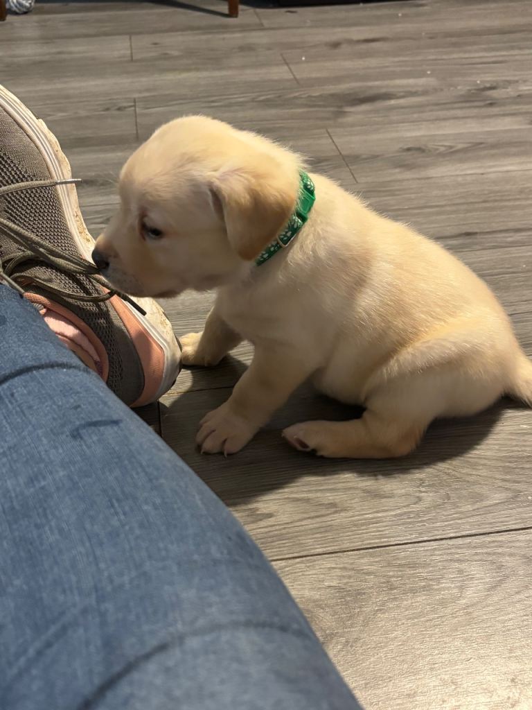 7 Stunning chunky yellow labs 