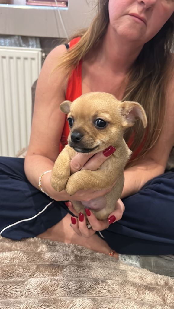 3 lovely chihuahua boys