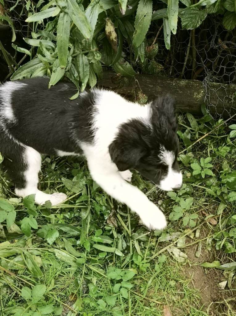 Collie pups