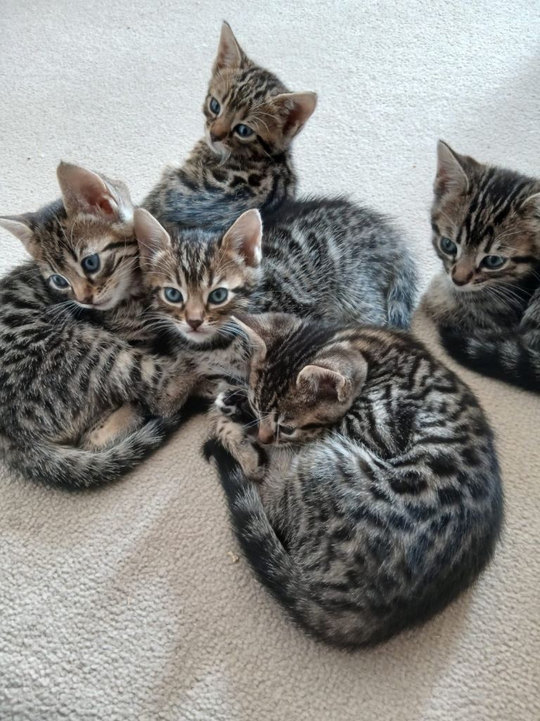 Bengel kittens 