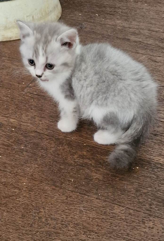 British Shorthair kittens (Blue  Silver) 