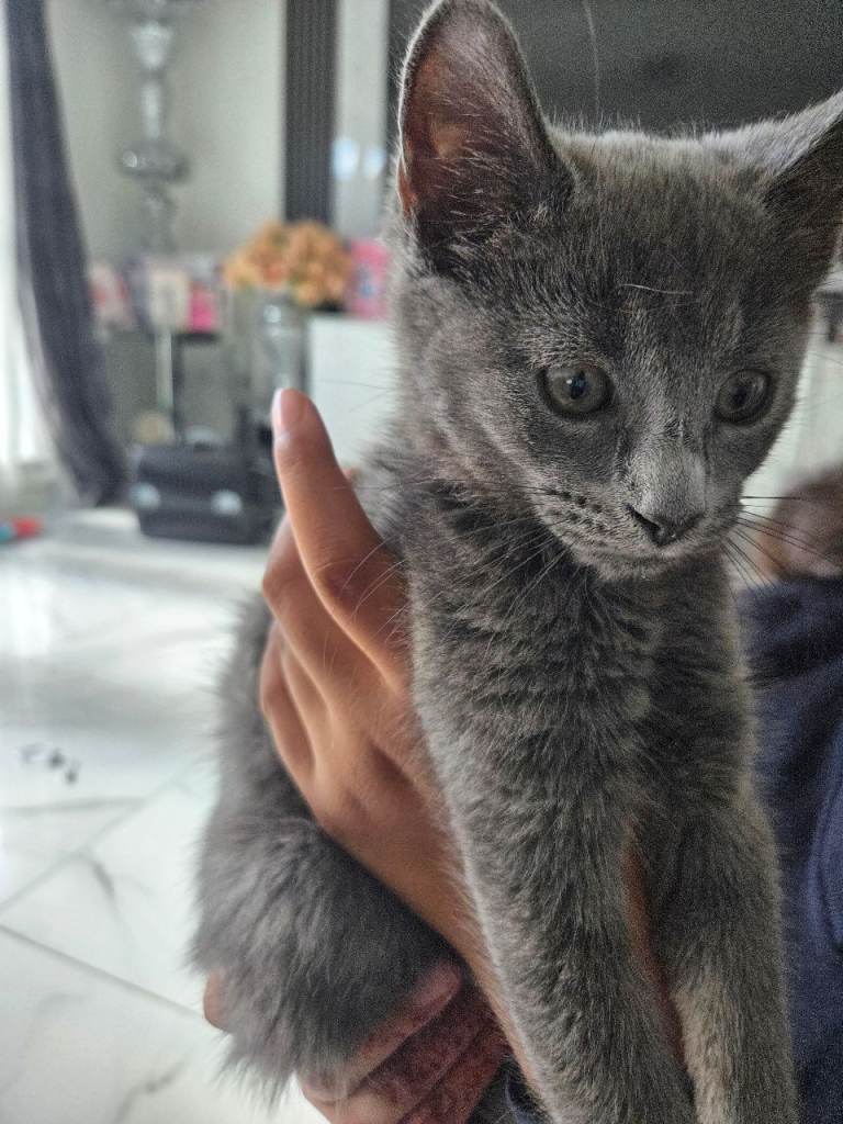 Grey female kitten £300