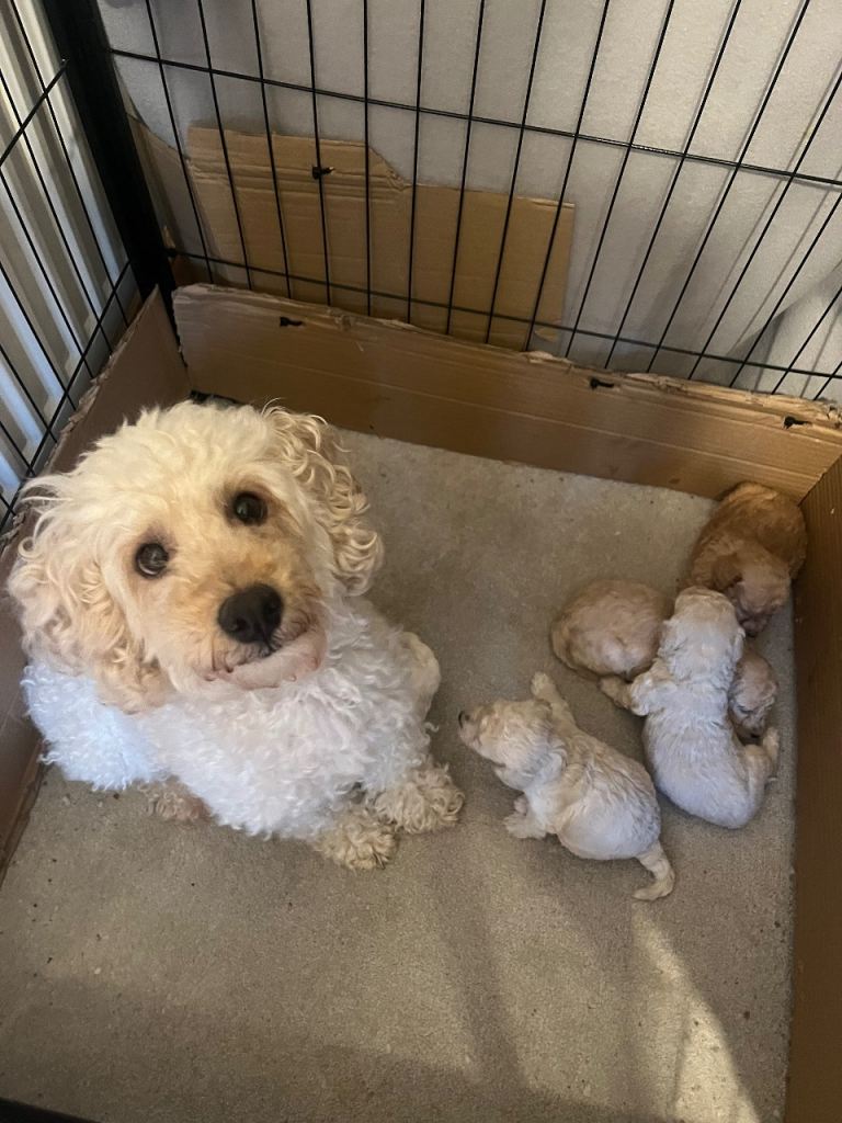 Poochon puppies for sale 