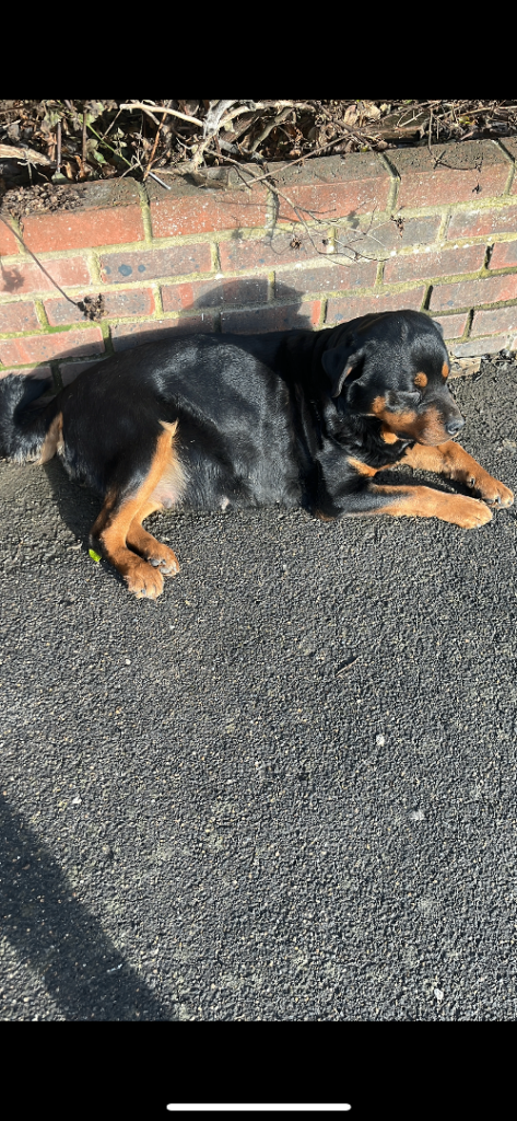 Puppy Rottwiler cross jerman  shepherd 
