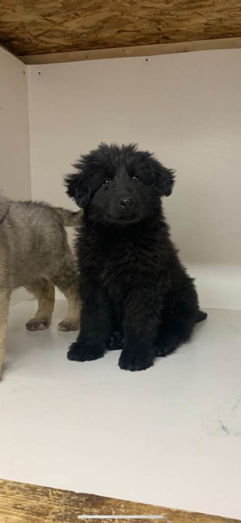 German shepherd x caucasian shepherd puppies