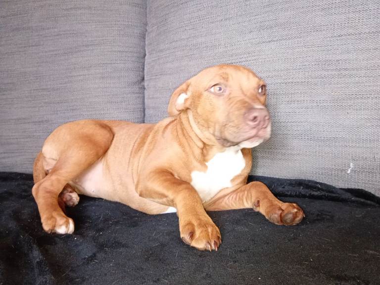 2 young female Staffordshire Bull Terriers 