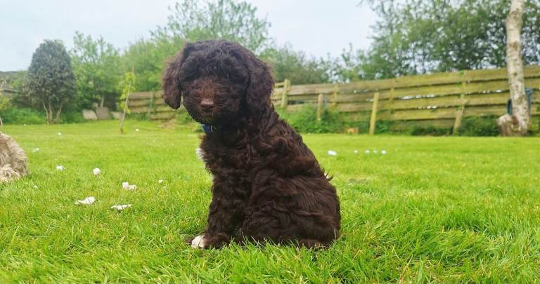 F1b cockapoo puppies ready now