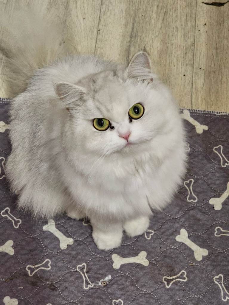 Pretty Persian cross kittens