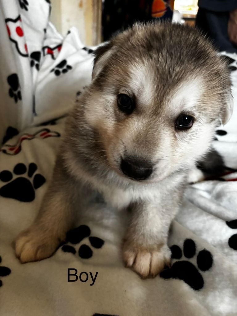 3 beautiful shepsky puppies 