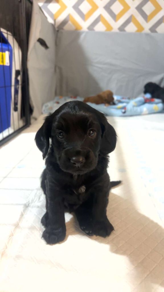 male Cockapoo f2 puppy last one in litter 