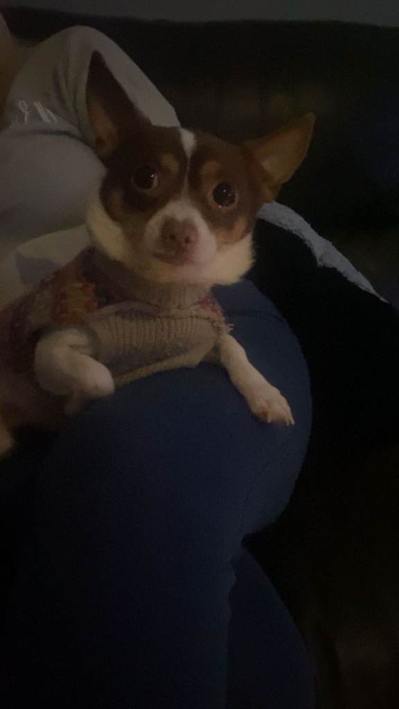 Chihuahua